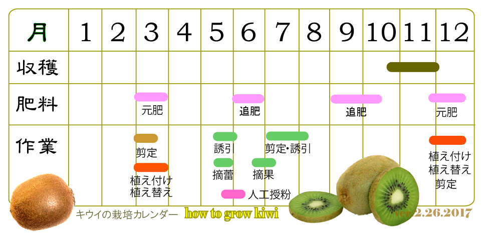 キウイの栽培方法栽培ガイド園芸ネット