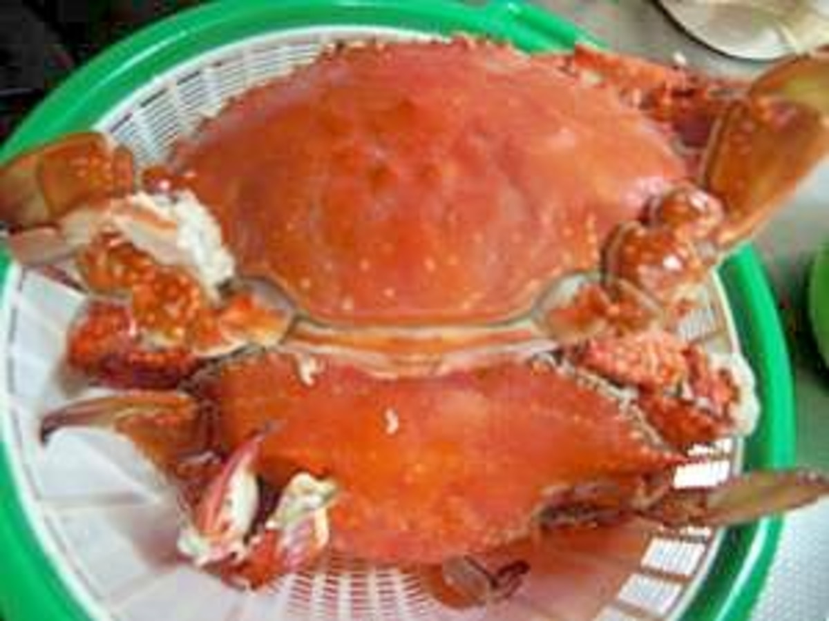 ワタリガニの捌き方と茹で方 美味しい食べ方 渡り蟹