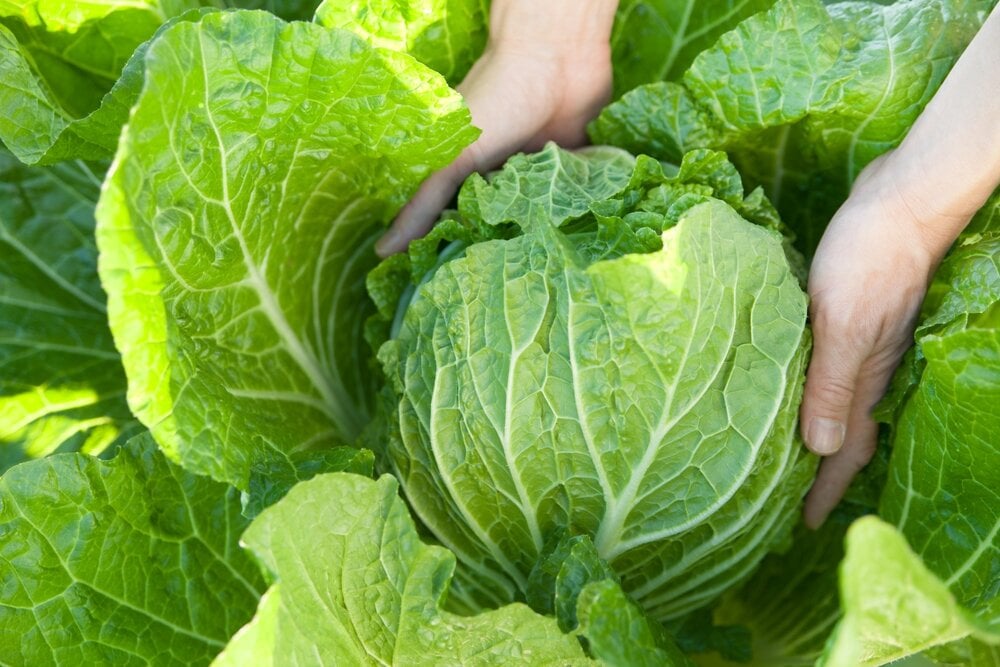 夏からの種まきや苗植えにおすすめの秋野菜6選。グリーンワークス 大垣市の造園会社