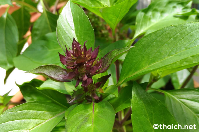 タイ料理で使われるハーブ「ホーラパー โหระพาThai Basil 」の魅力 - シラチャ進出・不動産投資