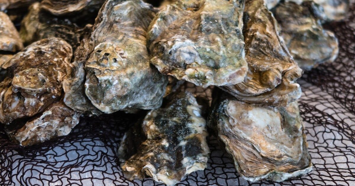 男子ごはんのレシピ カキのグラタン ・国分太一・栗原心平おさらいキッチン