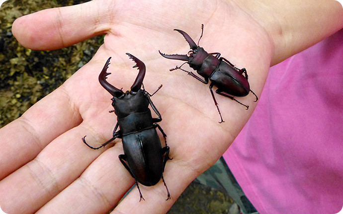 ツヤツヤのクワガタの赤ちゃんを8ヶ月大切に育てた結果