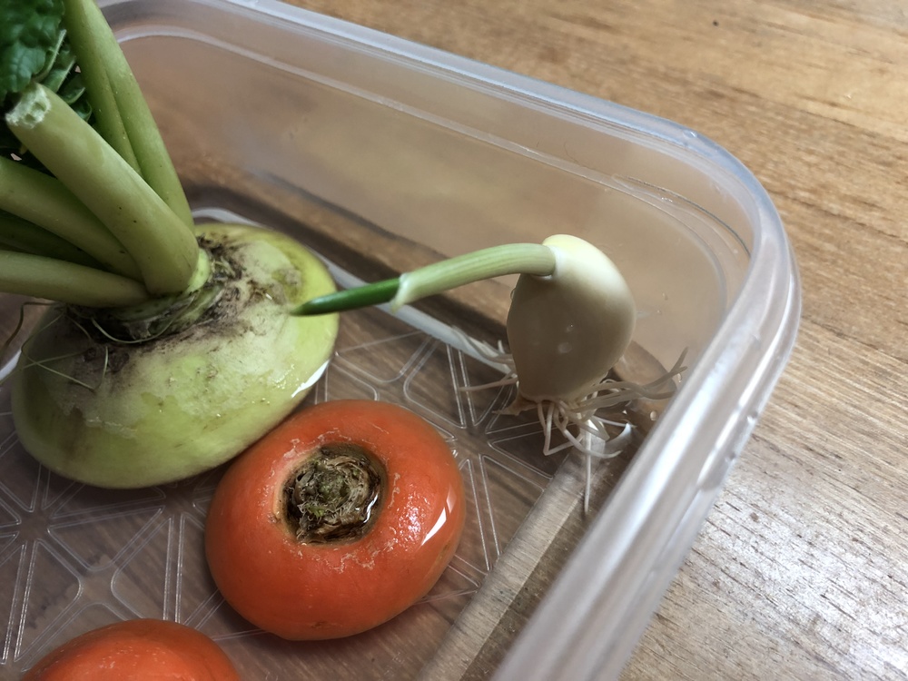 野菜くずはおいしさのもと！野菜だし「ベジブロス」を活用しようfrom ハウスCome on Houseハウス食品グループ本社の会員サイト