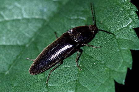 分づき米について阿蘇のなかストア