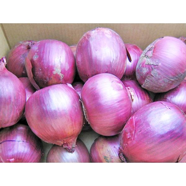 玉ねぎ栽培2024〜早生品種収穫！ - 小庭菜園〜自然農法でやさい作り