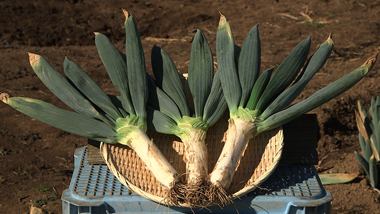 楽天市場大人気野菜 長ねぎ 5キロ 箱 30本前後入 埼玉 茨城 群馬 千葉県産 Lサイズ 白ネギ 新鮮で太い 長ネギ 関東地区産地 国産飲食店業務用長葱 ご家庭用にも 新鮮野菜 : えびねの多菜生活楽天市場店