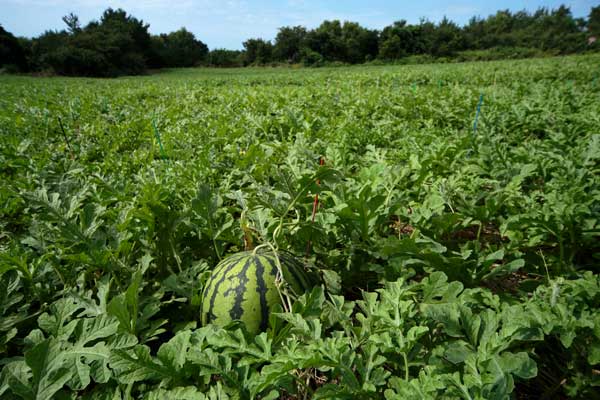 温室のスイカ。スイカ畑写真素材2218656113Shutterstock