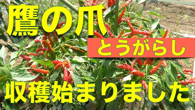 鷹の爪 タカノツメ唐辛子 の育て方わたしの野菜育て方図鑑