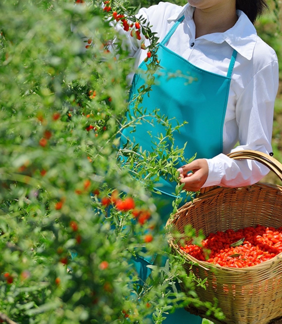 杏仁豆腐に添えられてる赤いアイツは実はすごいやつ。fuacha~花茶と果茶専門店~