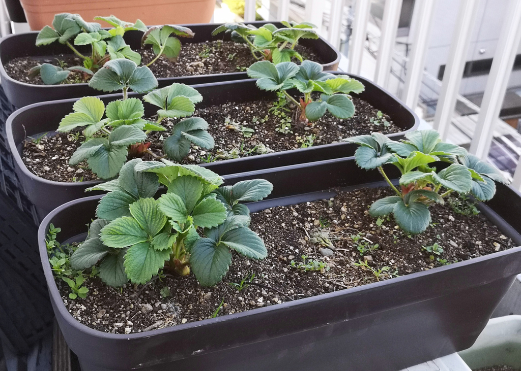 家庭菜園でほくほくの新じゃが収穫してみませんか？🥔 , プランターで手軽に育てられるじゃがいものコツをまとめました✨芽かき・追肥・収穫タイミングまで、しま農研流の育て方をご紹介！, 家庭菜園はじめたい方にもおすすめです😊,家庭菜園プランター栽培じゃがいも栽培, 📗詳しくはプロフィールからブログへ