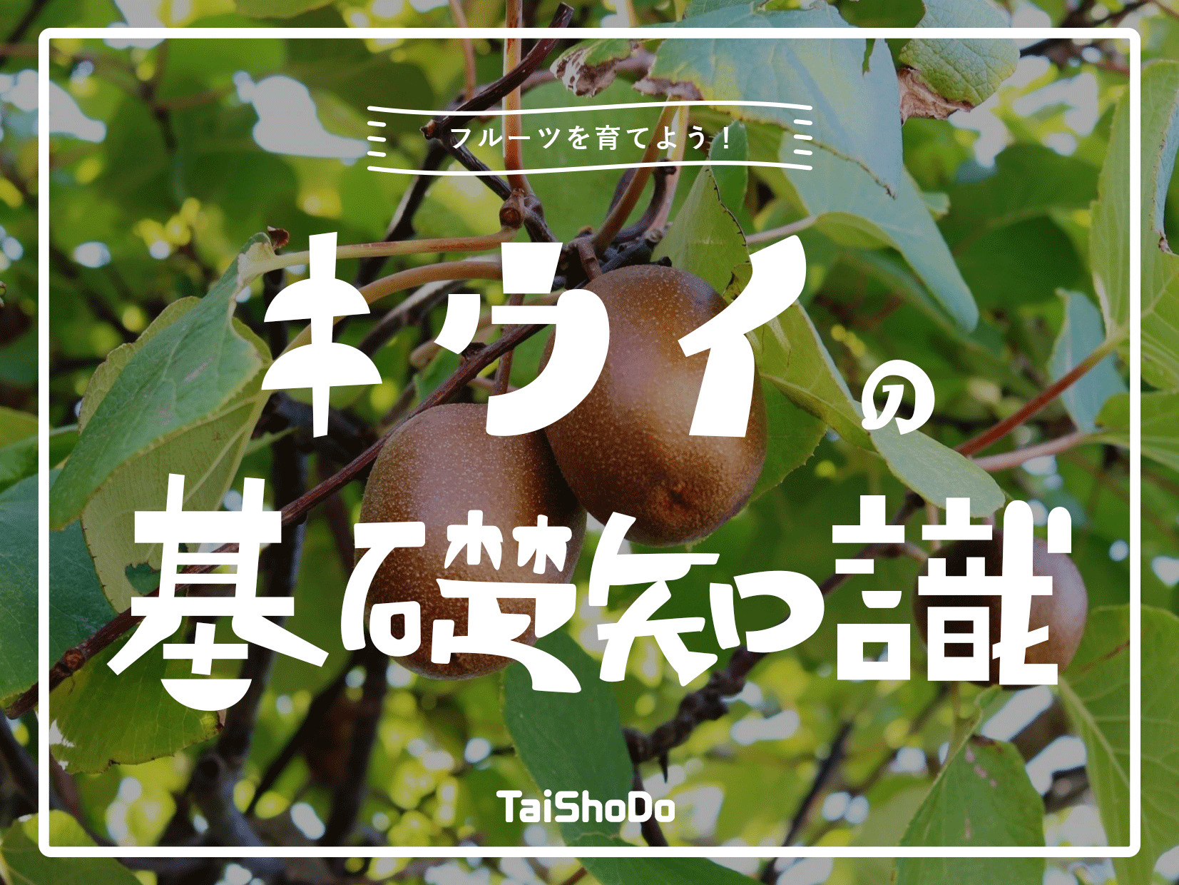 キウイフルーツの収穫時期はいつ? タイミング・収量の目安と、大玉果実栽培のコツ