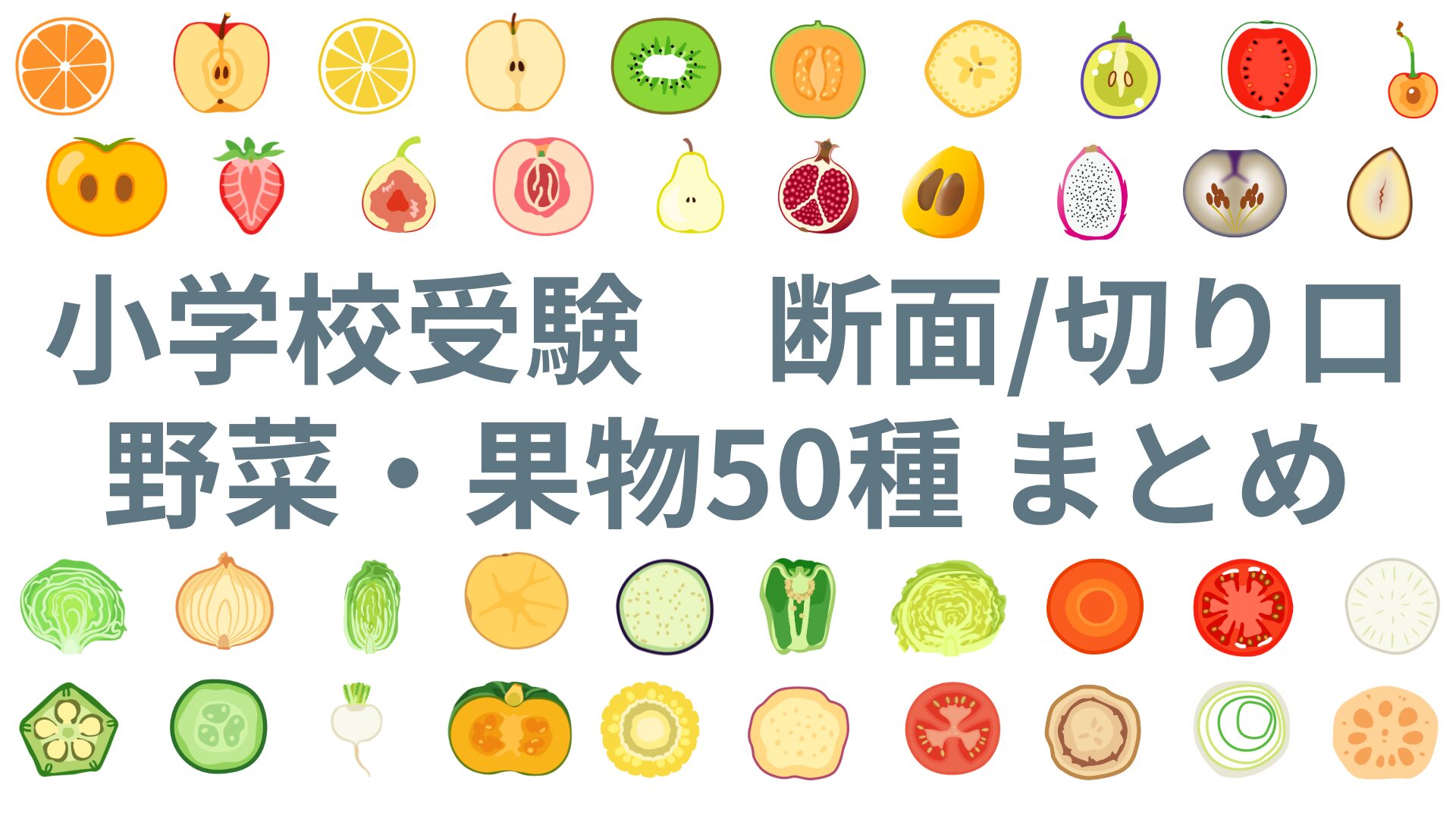 野菜の断面 - No: 2488174写真素材なら「写真AC」無料 フリー ダウンロードOK