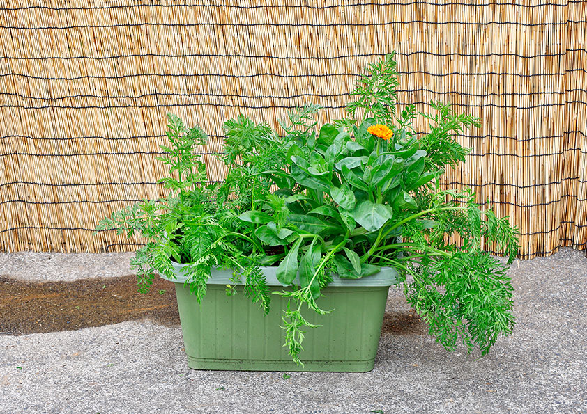 プランターで簡単! 野菜博士・藤田 智といっしょにミニキャロットを作ってみよう おいしいNEWSエバラ食品