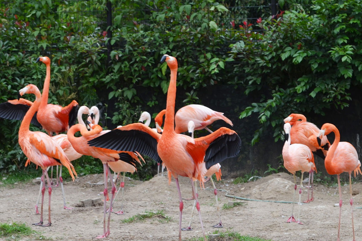静岡市立 日本平動物園飼育日誌