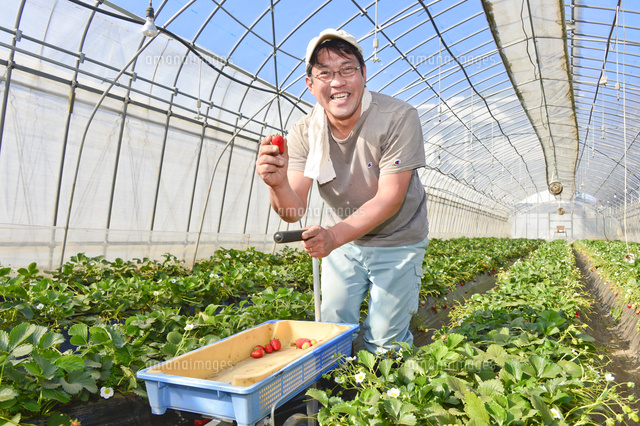 改良ミニハウス 冬のイチゴ栽培と来年の計画 : のじさんの徒然草