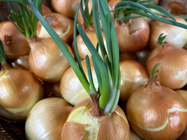 タマネギ栽培 9月タマネギ栽培.com