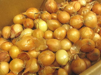 玉ねぎの栽培・作り方 時期は？初心者でも作れる？