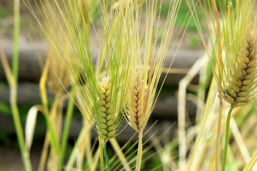 石川県産 六条大麦 ファイバースノウ 皮麦1kg R3年産