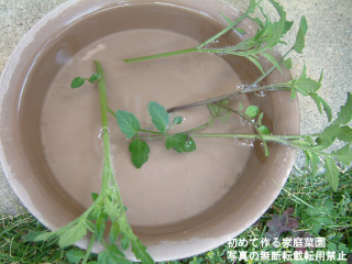 トマトの育て方No.3 芽かき トマト研究家 ヒロミ