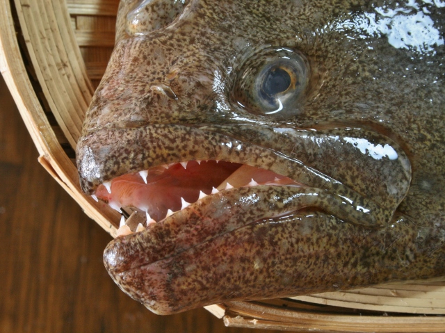 カレイ Flounders