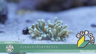 チョコレートディップクロミス