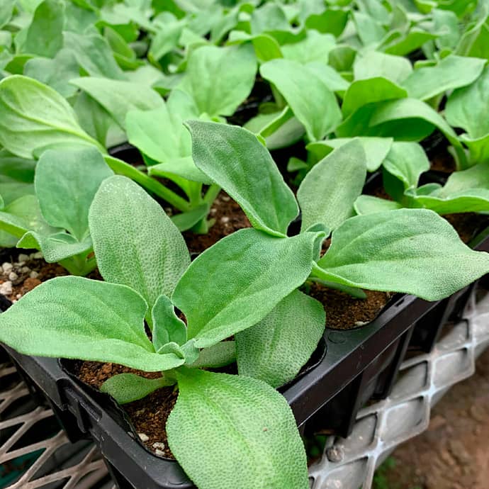 アイスプラントの栄養と利用