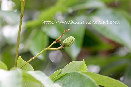 台湾産新鮮生ライチ「新鮮生ライチ!各1㎏ 3種食べ比べセット」~台湾スイーツ専門店『台湾カフェ』~