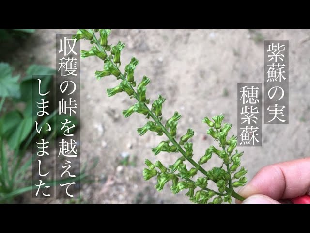 宮島うまいもの館」さんの“クッキーソフト”レンタルきもの みやじま小町 公式 ～世界遺産 宮島で着物・浴衣をレンタルして観光を100倍楽しもう！～宮島で着物・浴衣体験！ 七五三、フォトウェディング