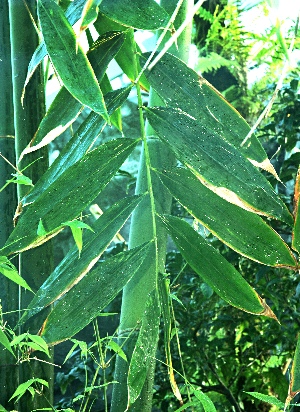 メンマの基礎知識 - 食品食材栄養事典