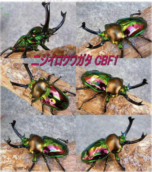 子どもの森の遊びHondaWoods 元気な森を次世代のために、地域のために