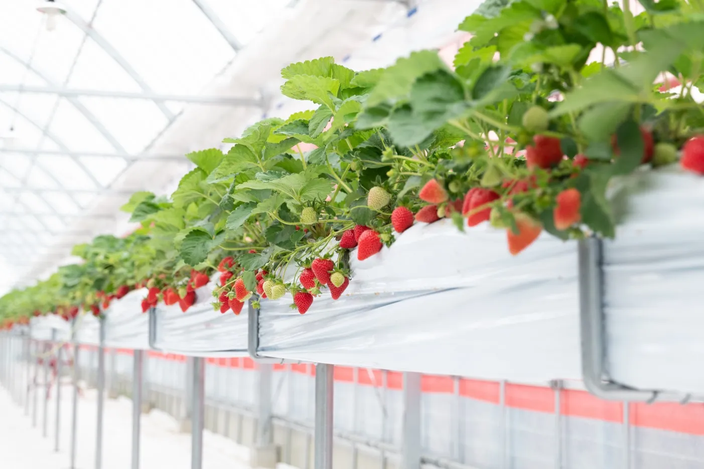 家庭菜園 プランタービニールハウス？でいちご栽培&ラズベリー編 まとめしびれる