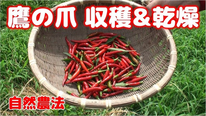 鷹の爪 収穫間近ことづくり生活をみつめて