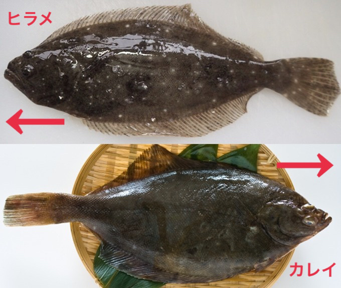 ヒラメ 鮃、平目、比目魚 釣り百科-あらゆる釣りの知識が集約