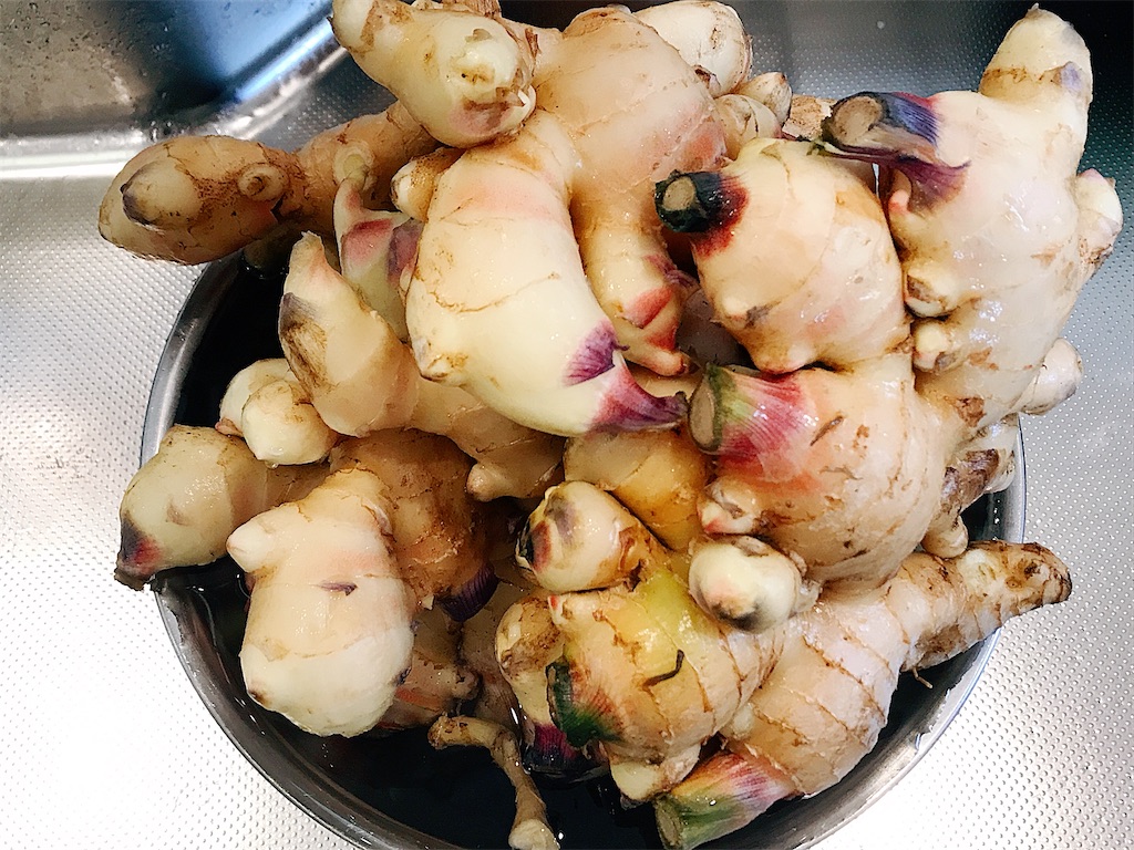 2025年最新 新生姜の出回り時期はいつ？高知・和歌山・北海道の旬と買いどき完全ガイドサザエの食卓ジャーナルサザエ食品株式会社