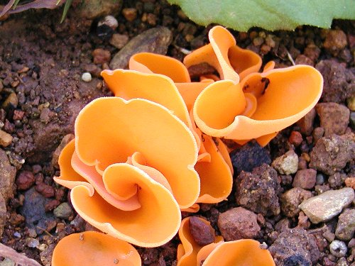 ベニチャワンタケSPさぬきの里山動植物図鑑まんのう公園