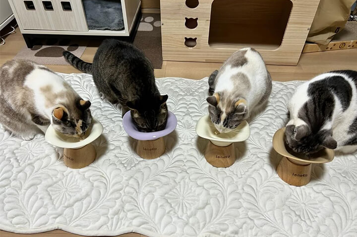 猫たちの食事場所を変えたら戸惑った猫は元の場所で待機「犬や猫ともっと幸せに」をコンセプトにしたWEBメディア「sippo」
