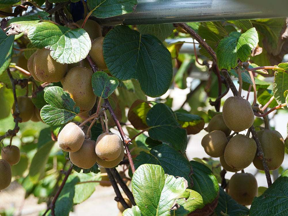 キウイフルーツ育て方OATアグリオ栽培メディア