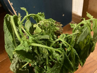 大葉 しそ の水耕栽培はペットボトルでもOK！室内管理のコツは？🍀GreenSnap グリーンスナップ