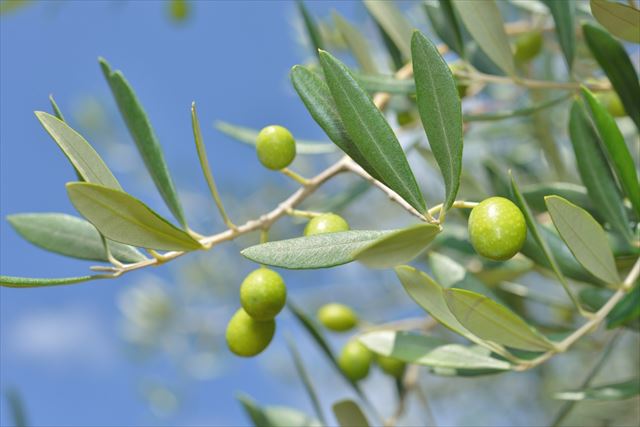 オリーブの収穫のタイミングの目安ブログ版Olive&SucculentGarden