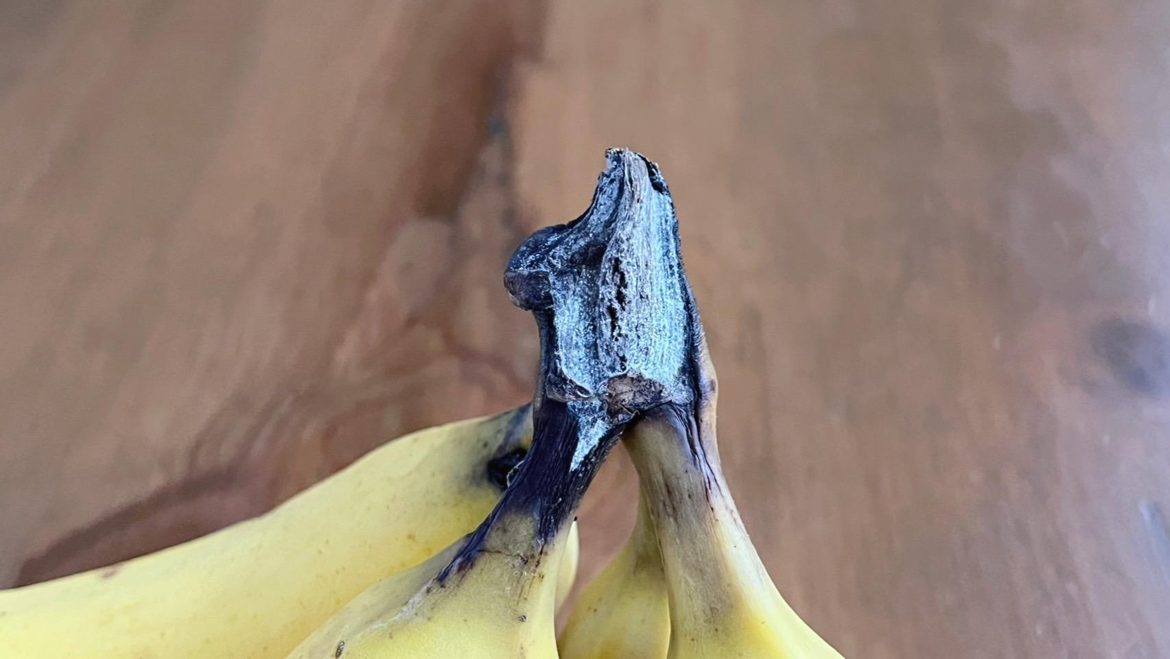 バナナのヘタに白いふわふわが カビ？食べられる？見分け方や対処・予防方法も紹介！ どうぞ召し上がれWEBマガジン