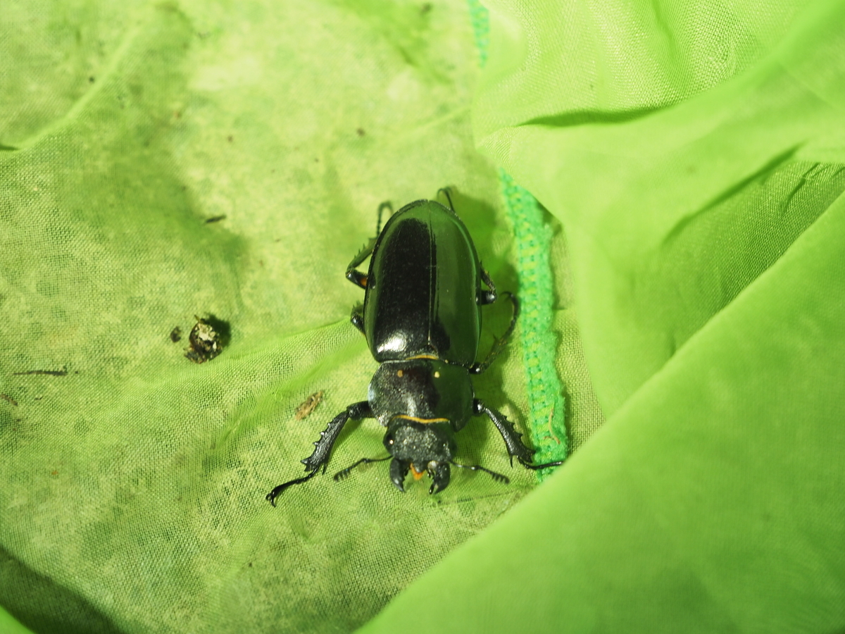 最新 カブトムシ・クワガタの飼育方法 成虫・幼虫・産卵も！子供とお出かけ情報「いこーよ」