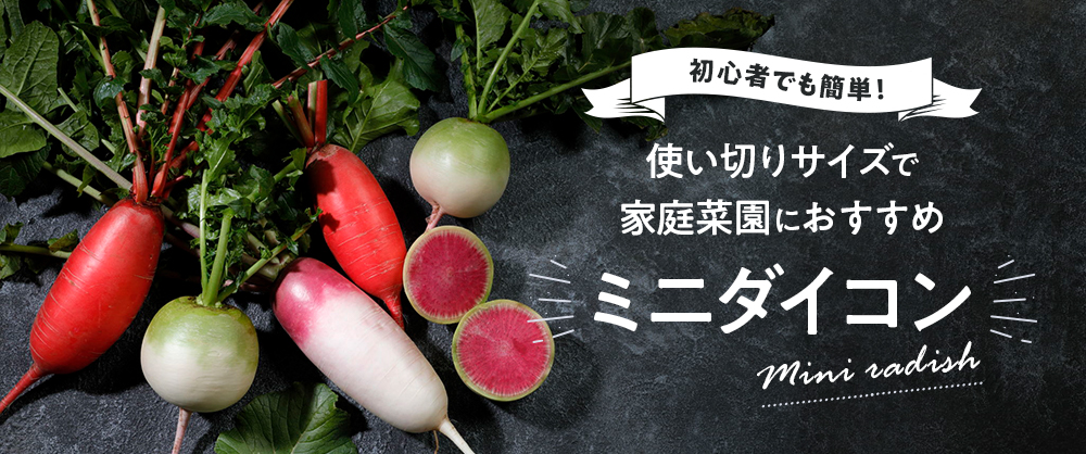 赤い大根の名前とは？サラダや酢漬けなどおすすめレシピもご紹介！デリッシュキッチン