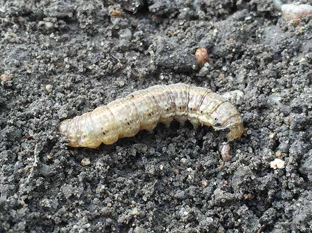 モザイク病にかかったジャガイモは食べられるか？実際、食べてみた。モザイク病は予防が大切