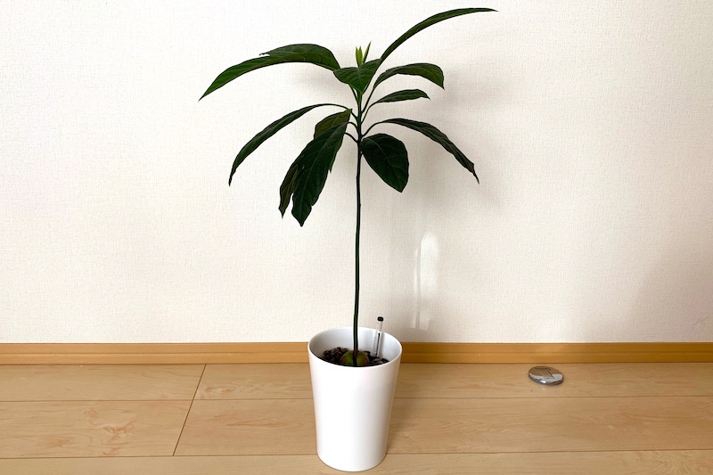 アボカドが枝分かれを始めた！？果樹を種＆苗から育てるベランダガーデニング