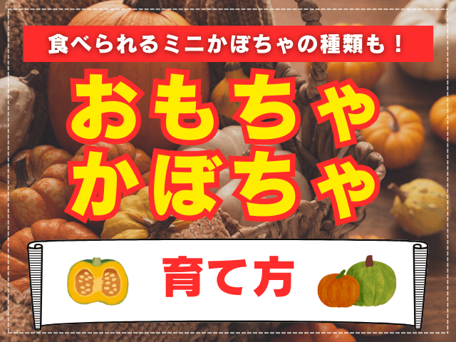 カボチャうま旨野菜苗 タキイの特選野菜苗タキイ種苗株式会社