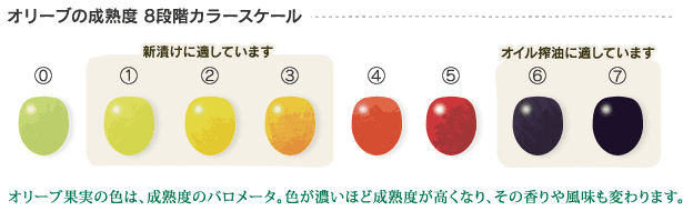 オリーブの収穫時期についてルカニア