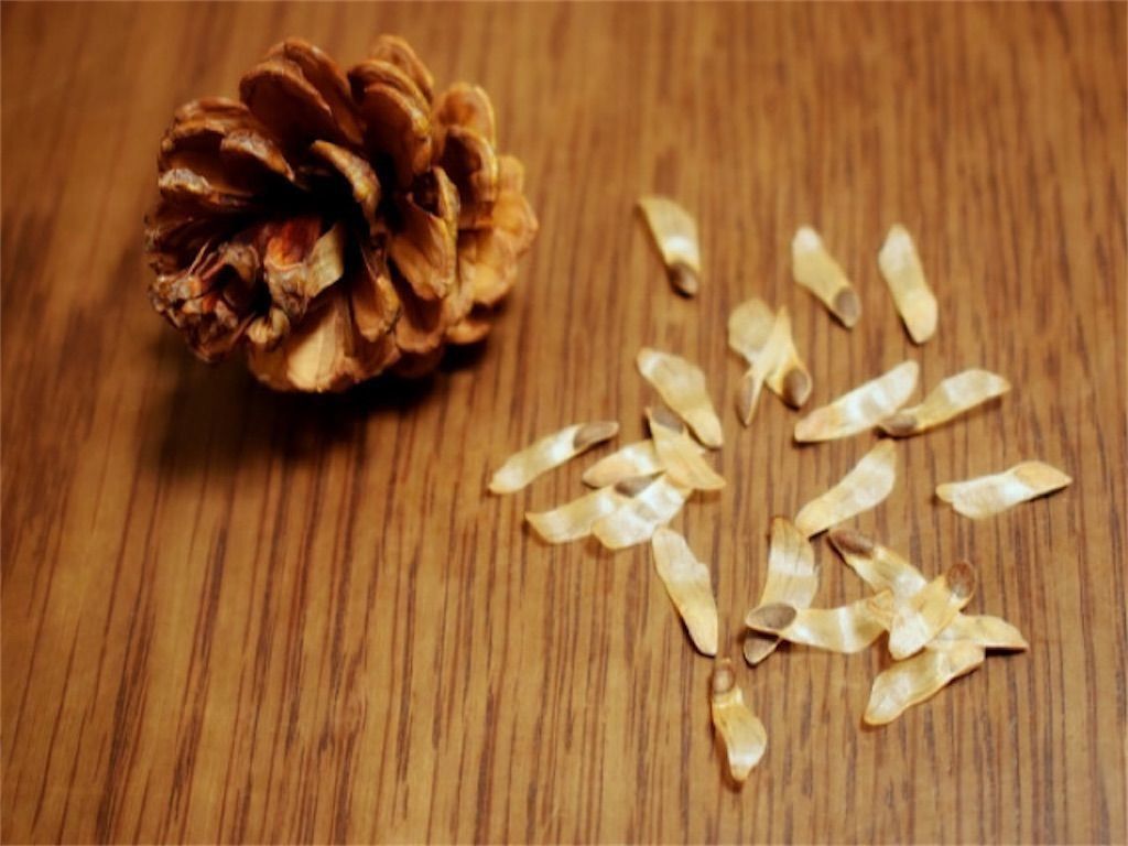 松ぼっくりジャムを作ってみたざざむし