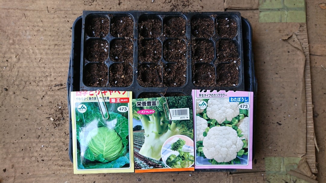 10月、11月秋の家庭菜園！初心者向け育てるコツとおすすめ野菜