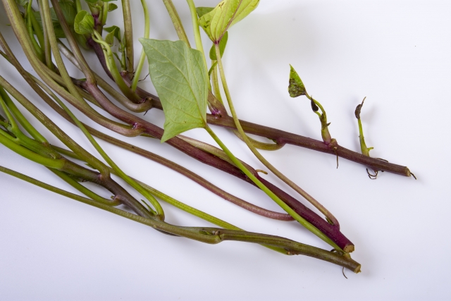 さつまいもの「芋づる」。 野菜としての食べ方はof nou
