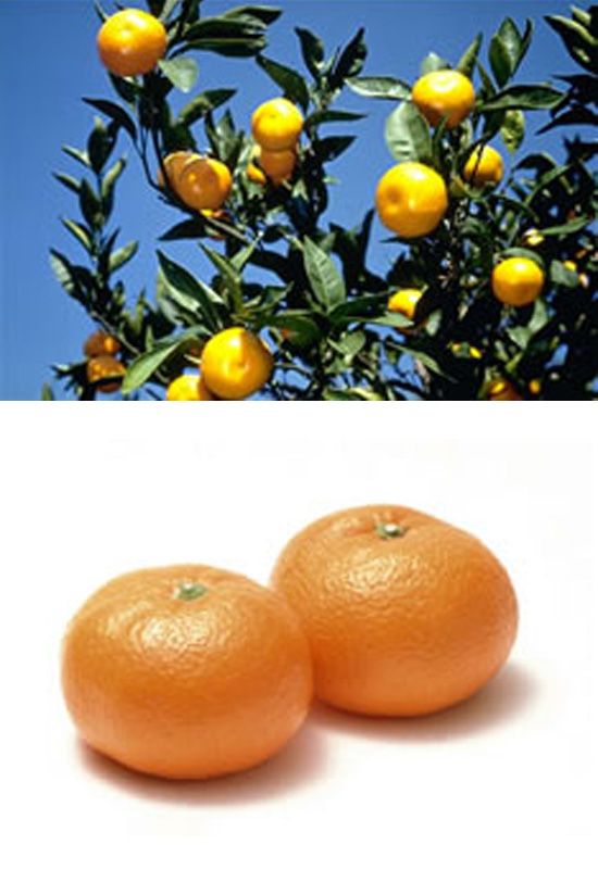 愛媛といえば、やっぱり「みかん」 種類や食べ方、お土産、ミカン狩りまでまとめました愛媛 旅の特集愛媛県の公式観光サイト いよ観ネット